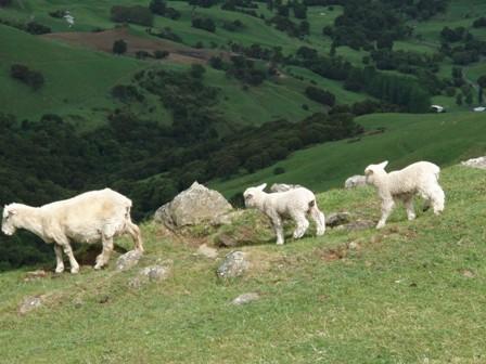 Sheep, New Zealand - South Island