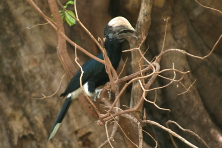 Silver-Cheek Hornbill, Lake Manyara, Tanzania