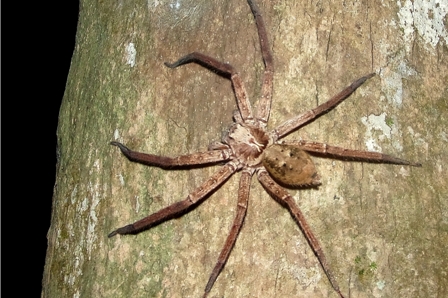 Wolf Spider?, Daintree, Australia
