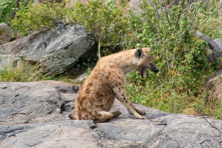 Spotted Hyena, Serengeti, Tanzania