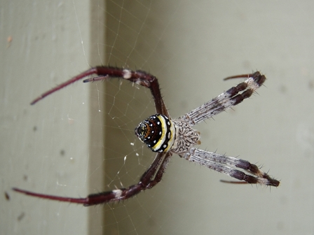 St. Andrew's Cross Spider, Australia