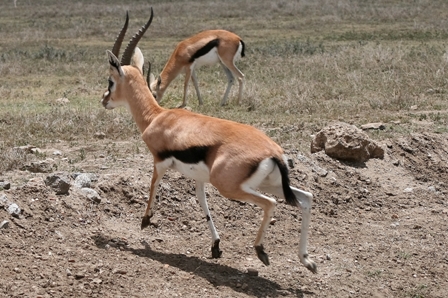 Thompson Gazelle, Serengeti Plains, Tanzania