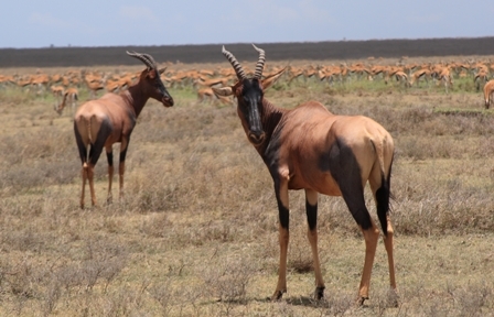 Topis, Serengeti, Tanzania, Africa
