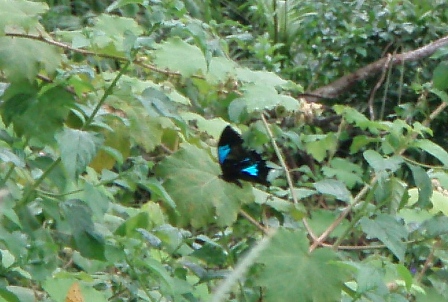Ulysses Butterfly, Lake Morris, (Near Cairns),  Auatralia