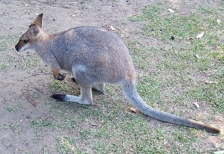 Wallaby, Australia