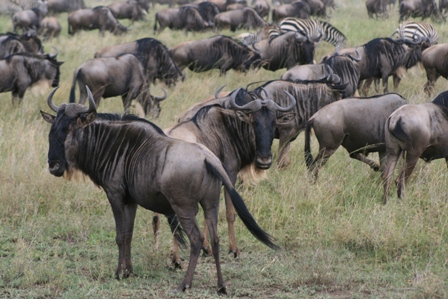 Wildebeasts, Serengeti Plains, Tanzania