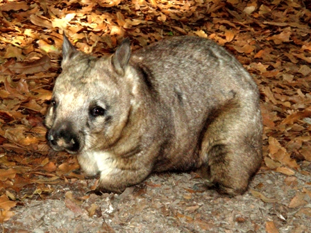Wombat, Australia