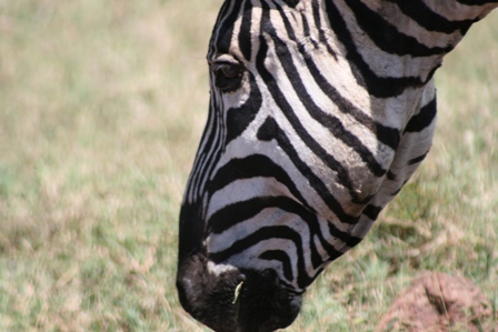 Zebra Close-Up, Serengeti Plains, Tanzania