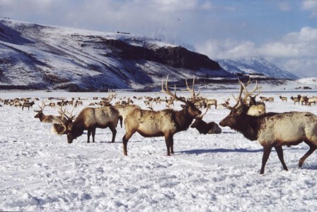 Jackson Elk Refuge, Jackson, Wyoming