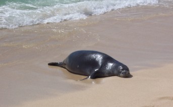 Monk Seal, Kauai, Hawaii
