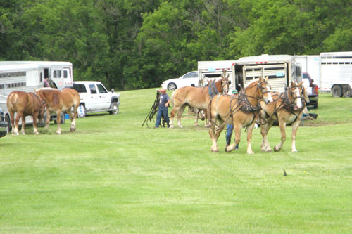 Horse-Pull-2