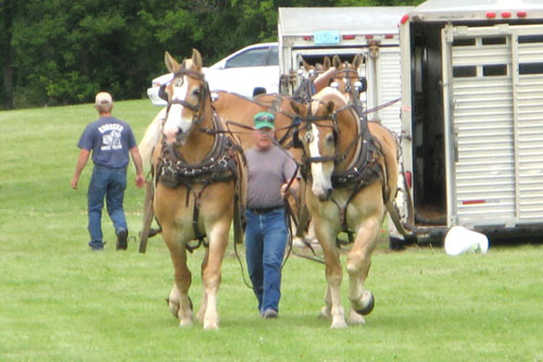 Horse-Pull-3