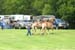 Horse-Pull-1