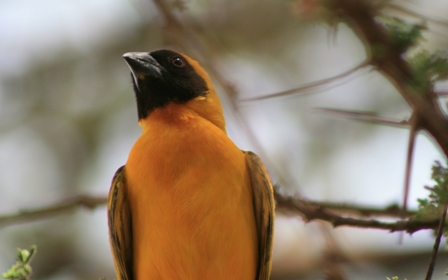 Masked Weaver, Tanzania, Africa