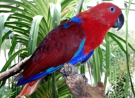 Eclectus Parrot, Harley's Crocodile Farm, Queensland, Australia