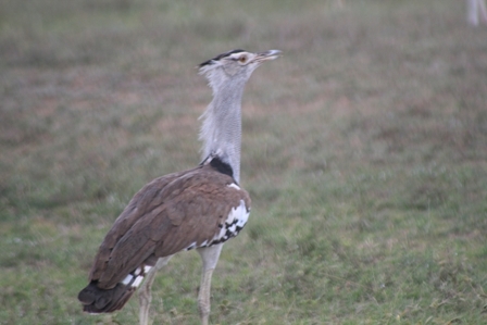 Corey Bustard, Serengeti, Tanzania, Africa