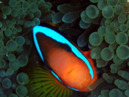 Clown fish in anenome