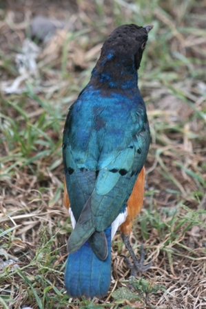 Superb Starling, Serengeti, Tanzania