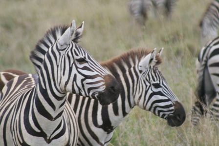 Zebras