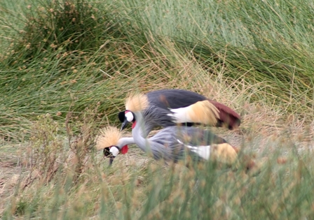 Crowned Cranes, Serengeti, Tanzania, Africa