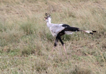 Secretary Bird, Serengeti, Tanzania, Africa