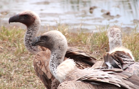 Vultures, Serengeti, Tanzania, Africa