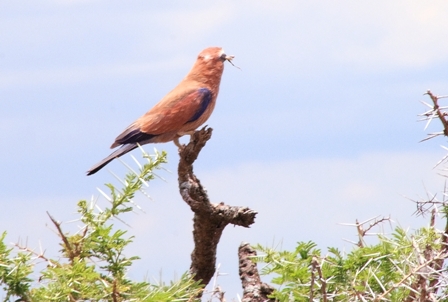 Unknown, Serengeti, Tanzania, Africa
