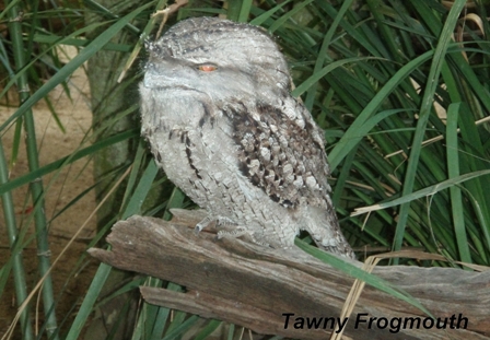 Tawny Frogmouth, Australia Zoo, Beerwah,  Queensland, Australia