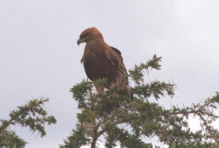 Tawny Eagle, Serengeti, Tanzania, Africa