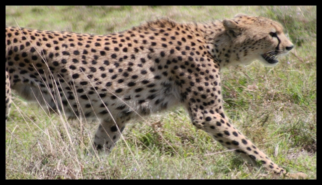 Cheetah