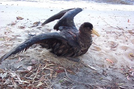 Unknown sea bird, Mackay, Australia