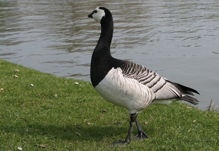 Unknown, Lake Daumesnil, Paris, France