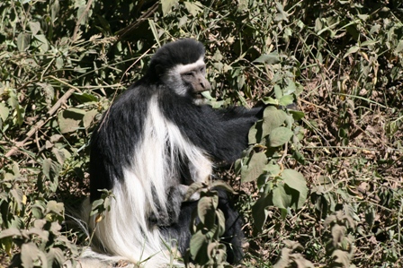 Colobus Monkey