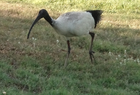 Sacred Ibis, Townsville, Australia