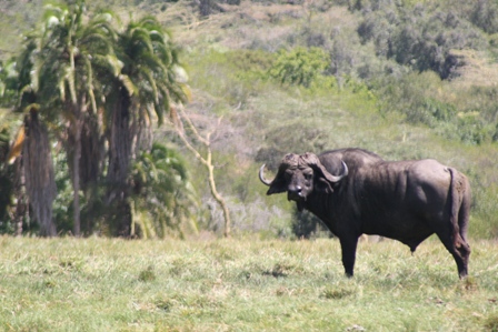 Cape Buffalo