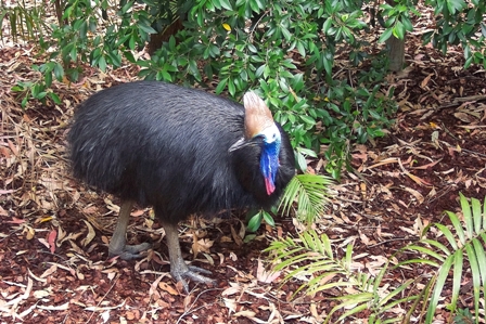 Cassowary, Queensland, Australia