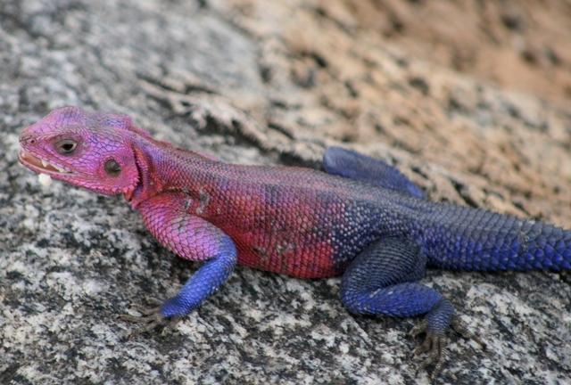 Agama Lizard, Serengeti, Tanzania