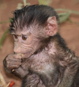Baby Baboon