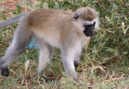 Black-Faced Vervet Monkey