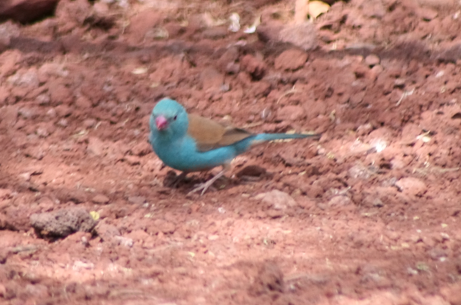 Blue-Capped Cordon Bleu. Lake Manyara, Tanzania