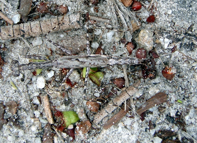 Camouflaged Walking Stick, Queensland, Australia
