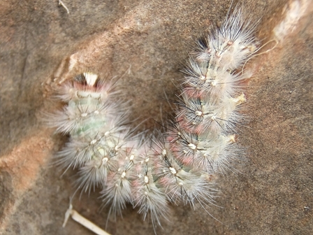 Catepillar, Australia Outback