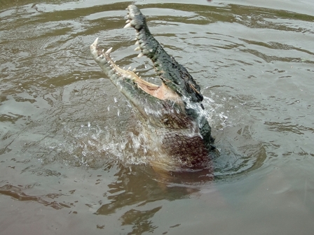 Crocodile, Australia