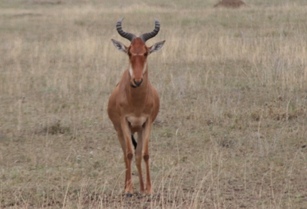 Hartebeast, Serengeti, Tanzania
