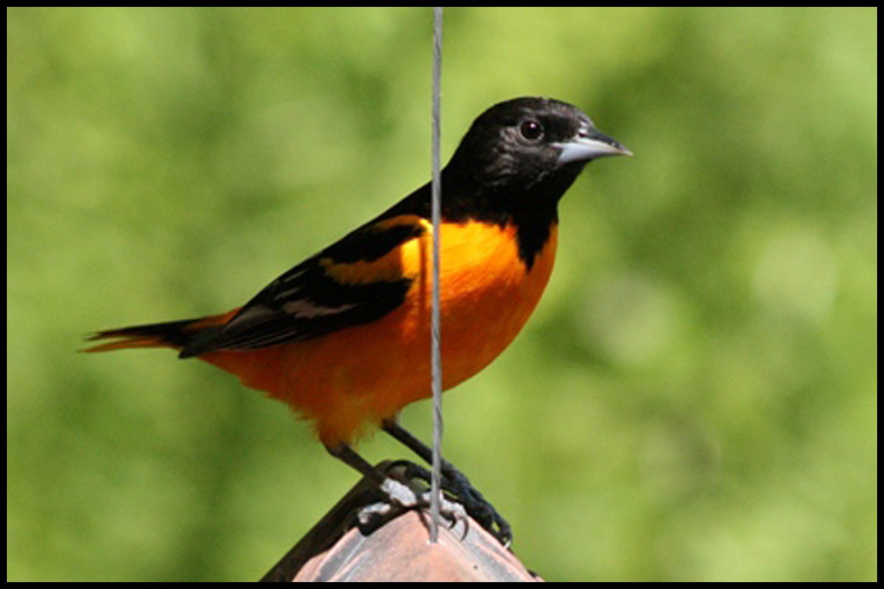 Baltimore Oriole