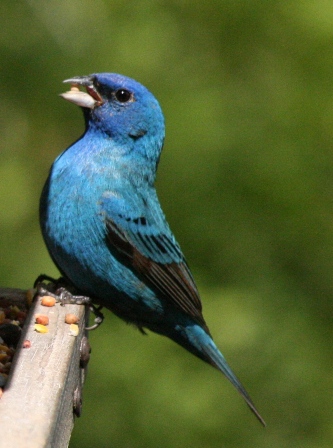 Indigo Bunting