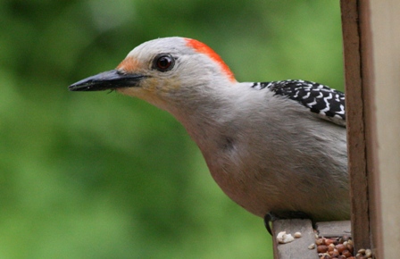 Red-Bellied Woodpecker