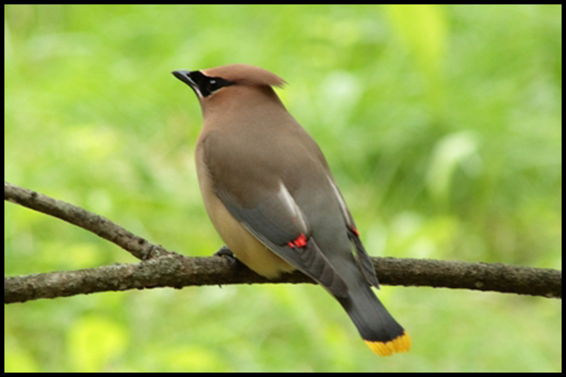 Cedar Waxwing
