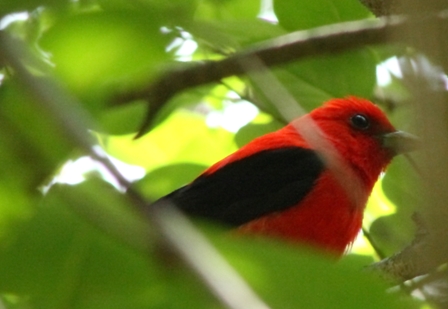 Scarlet Tanager
