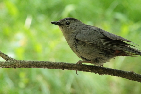 Catbird
